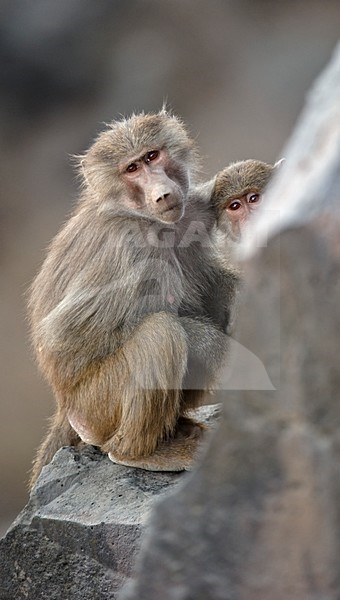 Mantelbaviaan op rots; Hamadryas Baboon on a rock stock-image by Agami/Marten van Dijl,