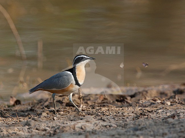 Krokodilwachter, Egyptian Plover stock-image by Agami/Wil Leurs,