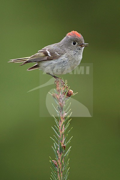 Ruby-crowned Kinglet (Regulus calendula) perched on a branch in the Okanagan Valley, BC, Canada. stock-image by Agami/Glenn Bartley,