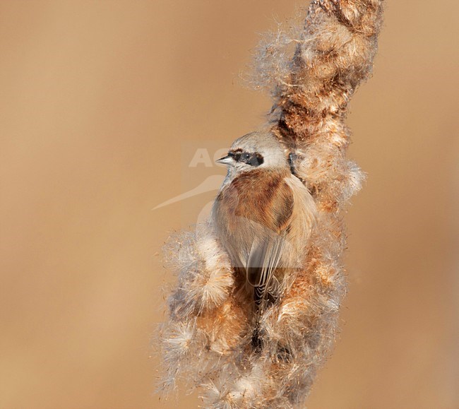 Buidelmees; Remiz pendulinus; Penduline Tit; Beutelmeise; Remiz penduline; mezen; zeldzaam; 1981; Ooijpolder; Gelderse Poort; rivieren, broedvogel; lisdodde; rietvelden; moeras; overwinteraar; wilgen; buidelvormig nest; bruin; zandkleurig; zaden; voormalige broedvogel; vogel; dier; avifauna; natuur; fauna; opkomst; standvogel; Midden-Europa; zwart masker; zorro; tits; rare; rivers; breeding bird; moor; wintervisitor; brown; seeds; upcoming breeding bird; bird; animal; avian; nature; decline; black mask; stock-image by Agami/Harvey van Diek,