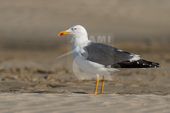 Adult breeding
Galveston Co., TX
April 2023 stock-image by Agami/Brian E Small,