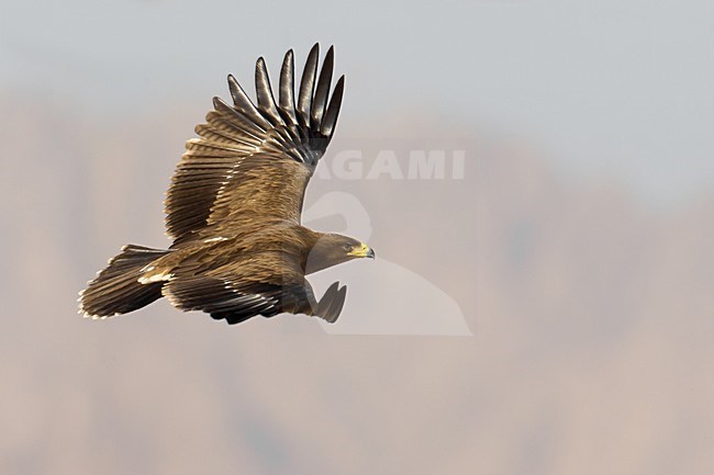 Juveniele Schreeuwarend in de vlucht; Juvenile Lesser Spotted Eagle in flight stock-image by Agami/Daniele Occhiato,