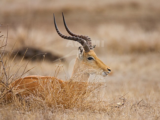 Rustende Impala; Resting Impala stock-image by Agami/Marc Guyt,