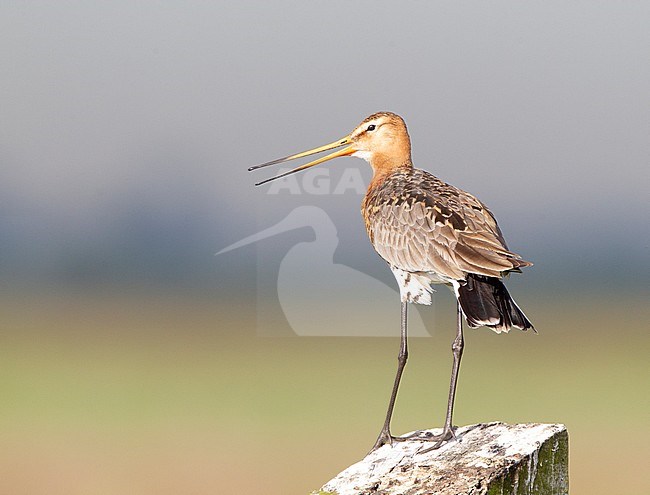 Adult Black-tailed Godwit (Limosa limosa) in Dutch wetland Arkemheen and calling stock-image by Agami/Roy de Haas,