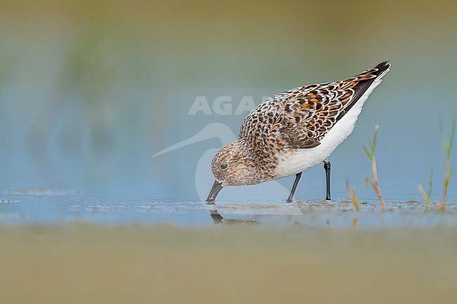 Adult breeding
Galveston Co., TX
May 2023 stock-image by Agami/Brian E Small,