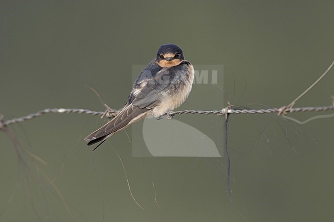 Boerenzwaluw op draad; Barn Swallow on wire stock-image by Agami/Ran Schols,