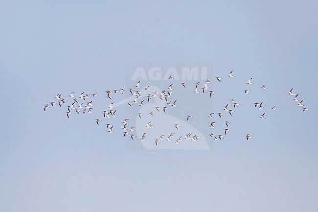 Eurasian Curlew (Numenius arquatus ssp. arquatus), Austria stock-image by Agami/Ralph Martin,