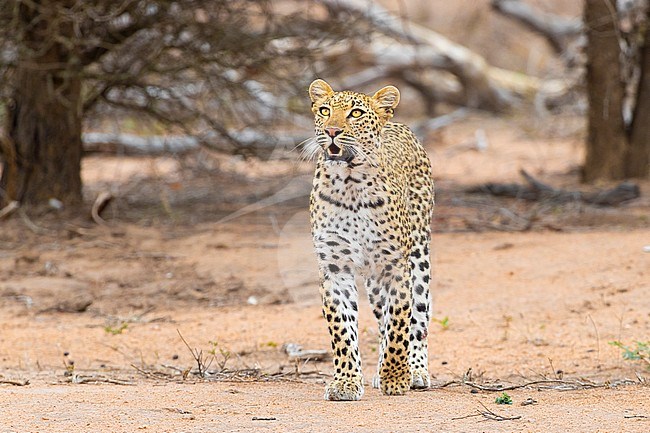 Leopard (Panthera pardus), adult female looking up, Mpumalanga, South Africa stock-image by Agami/Saverio Gatto,