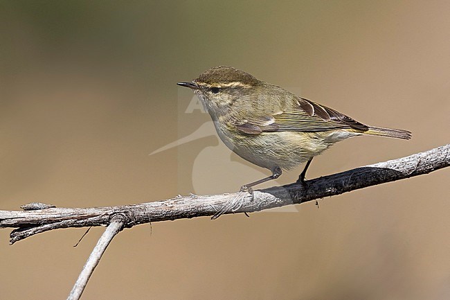 Humes Bladkoning, Hume's Leaf Warbler, Phylloscopus humei stock-image by Agami/Daniele Occhiato,