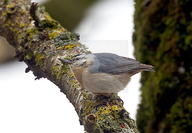 Displaying Algerian Nuthatch (Sitta ledanti) seen from the side.
A small population of this bird species survives in an Oak forest near Bou Afroune forest, Djimla in Algeria. stock-image by Agami/Kris de Rouck,