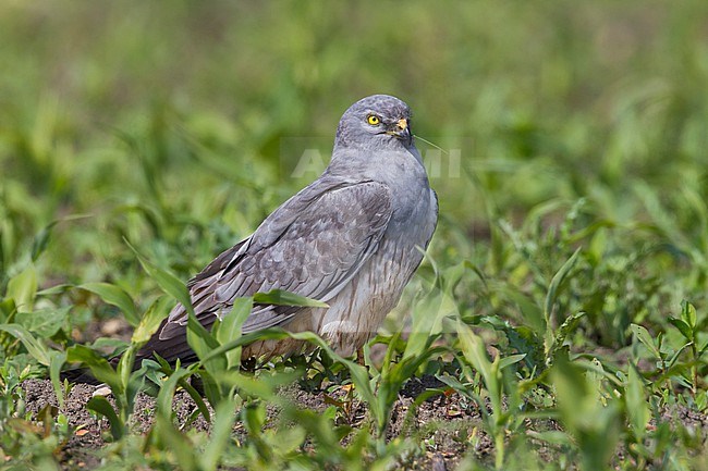 Montague's Harrier - Wiesenweihe - Circus pygargus, Germany, adult male stock-image by Agami/Ralph Martin,