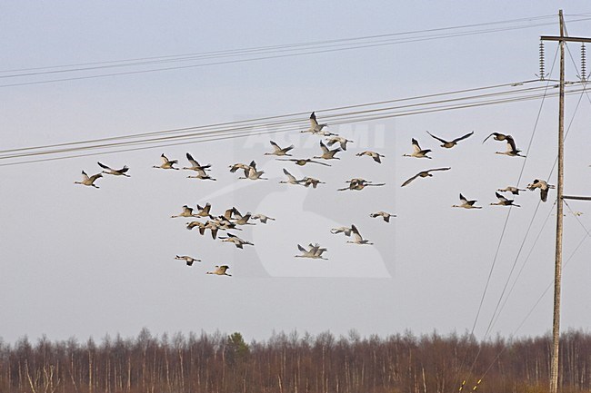 Common Crane group flying; Kraanvogel groep vliegend stock-image by Agami/Jari Peltomäki,