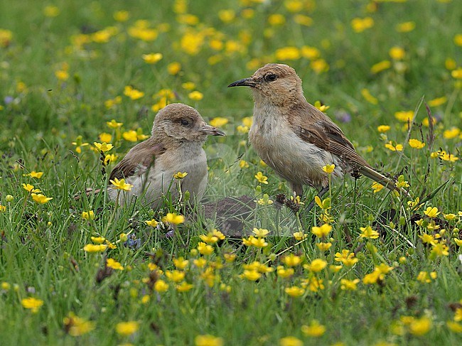 Ground Tit (Pseudopodoces humilis) on Tibetan plateau, Qinghai, China. Also known as Tibetan ground-tit or Hume's ground-tit. stock-image by Agami/James Eaton,