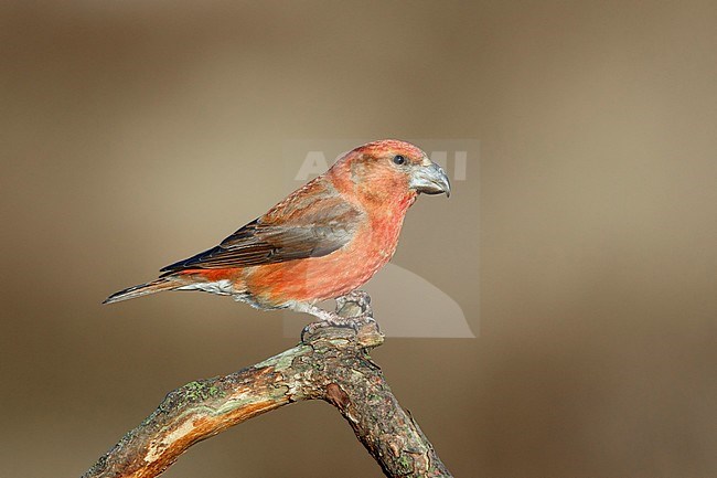 Grote Kruisbek zittend op tak, Parrot Crossbill pearched, stock-image by Agami/Walter Soestbergen,