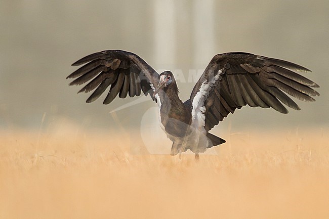 Abdim's Stork - Abdimstorch - Ciconia abdimii, Oman, adult stock-image by Agami/Ralph Martin,