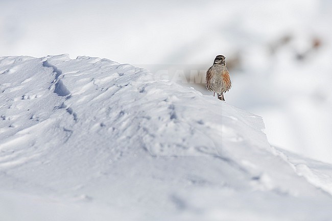 Alpine Accentor (Prunella collaris) sitting in a snow coverd moutain landscape in the swiss alps. stock-image by Agami/Marcel Burkhardt,