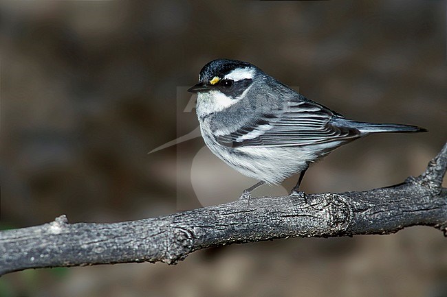 Adult female Black-throated gray warbler, Setophaga nigrescens
Riverside Co., CA
April 2003 stock-image by Agami/Brian E Small,