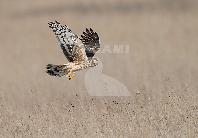 Female Hen Harrier (Circus cyaneus) flying and hunting low over fields in sideview showing underwing stock-image by Agami/Ran Schols,