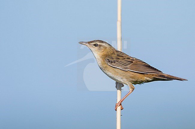 Pallas's Grasshopper Warbler - Streifenschwirl - Locustella certhiola ssp. centralasiae, Kazakhstan stock-image by Agami/Ralph Martin,