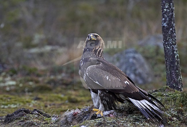 Steenarend zittend op dode Vos; Golden Eagle perched on dead Red Fox stock-image by Agami/Jari Peltomäki,