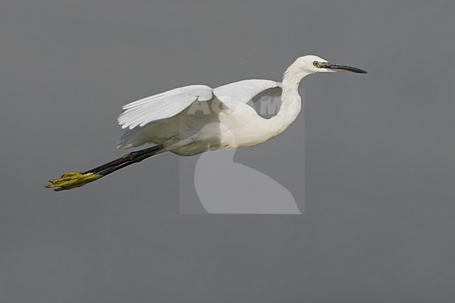 Little Egret flying; Kleine Zilverreiger vliegend stock-image by Agami/Daniele Occhiato,