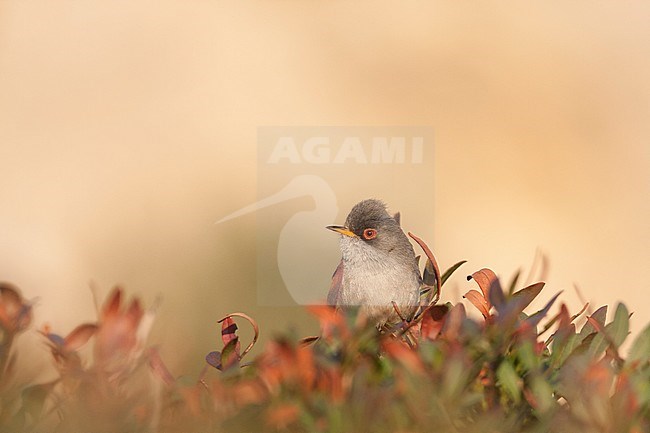 Balearische Grasmus, Balearic Warbler stock-image by Agami/Ralph Martin,