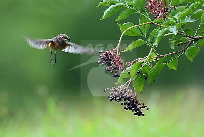 In het najaar eten gekraagde roodstaarten ook wel bessen. stock-image by Agami/Jacques van der Neut,