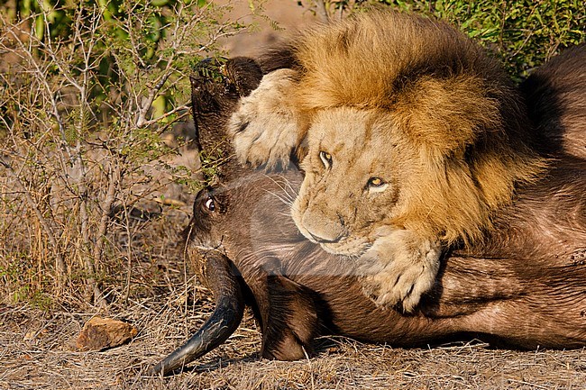 Lion (Panthera Leo) male killing African Buffalo (Syncerus caffer) at Kruger National Park in summer stock-image by Agami/Caroline Piek,
