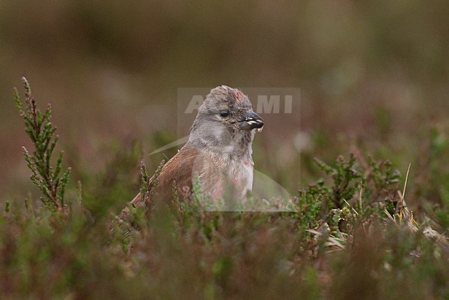 Mannetje Kneu; Male Linnet stock-image by Agami/Han Bouwmeester,