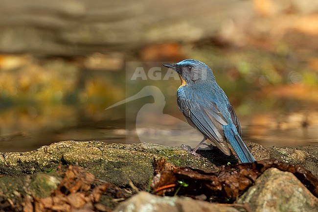 Tickells Blue Flycatcher (Cyornis tickelliae) at Kaeng Krachan National Park, Thailand stock-image by Agami/Helge Sorensen,