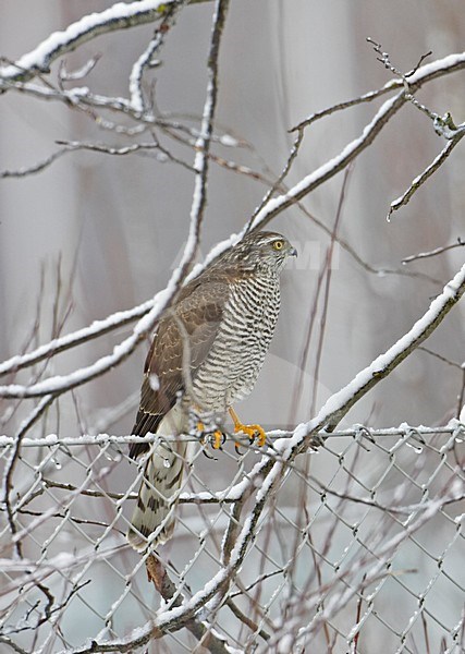 Sperwer zittend op een tak in de winter; Sparrowhawk perched on a branch in winter stock-image by Agami/Markus Varesvuo,