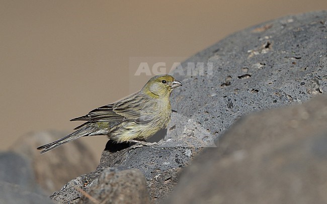 Atlantic Canary (Serinus canaria) perched in Tenerife, Canary Islands stock-image by Agami/Helge Sorensen,