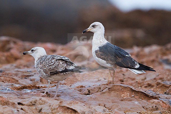 Lesser Black-backed Gull - Heringsmöwe - Larus fuscus, Morocco, subadult stock-image by Agami/Ralph Martin,