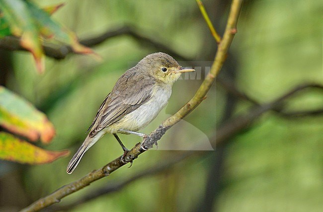 First-winter Melodious Warbler (Hippolais polyglotta) in October on camping the Robbenjager at the Cocksdorp, Texel, Netherlands. stock-image by Agami/Rene Pop ,