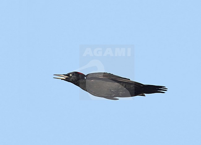 Black Woodpecker flying; Zwarte Specht vliegend stock-image by Agami/Markus Varesvuo,