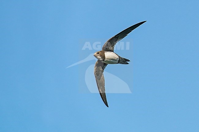 Alpine Swift (Tachymarptis melba) flying agains blue sky in Switzerland. stock-image by Agami/Marcel Burkhardt,