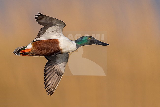 Vliegend mannetje Slobeend; Northern Shoveler male in flight stock-image by Agami/Daniele Occhiato,