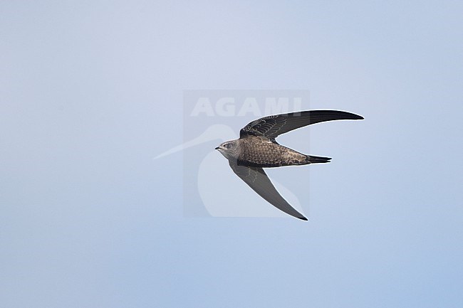 Juvenile Common Swift (Apus apus) in flight on migration at Falsterbo, Sweden. stock-image by Agami/Helge Sorensen,