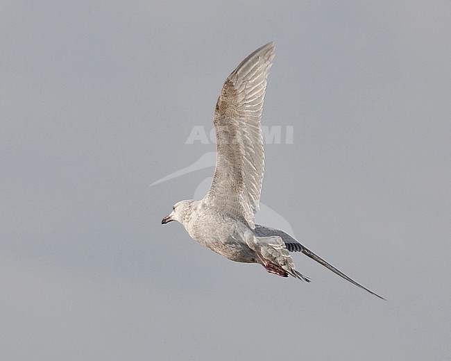 First-winter Viking Gull (hybrid Glaucous x Herring Gull) on the beach of Noordwijk in the Netherlands. Banking away from the viewer. stock-image by Agami/Casper Zuijderduijn,