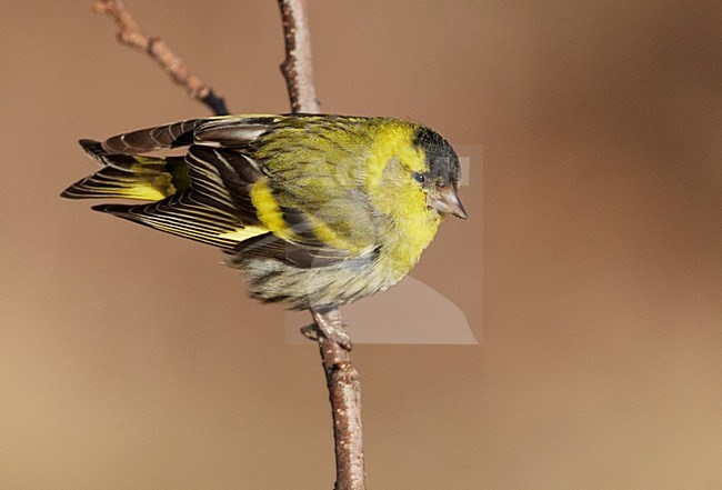 Mannetje Sijs zittend op een tak; Male Eurasian Siskin perched on a branch stock-image by Agami/Markus Varesvuo,