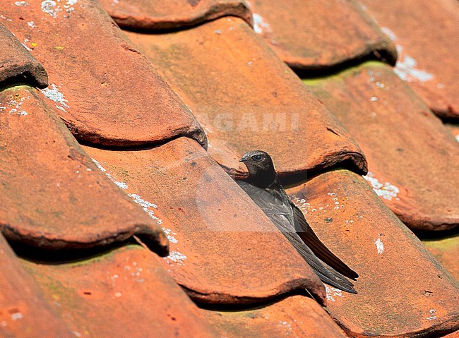 Gierzwaluw zittend op een dak van een huis; Common Swift perched on a rooftop stock-image by Agami/Marc Guyt,