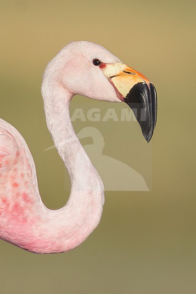 Andean Flamingo (Phoenicoparrus andinus)  in Argentina stock-image by Agami/Dubi Shapiro,