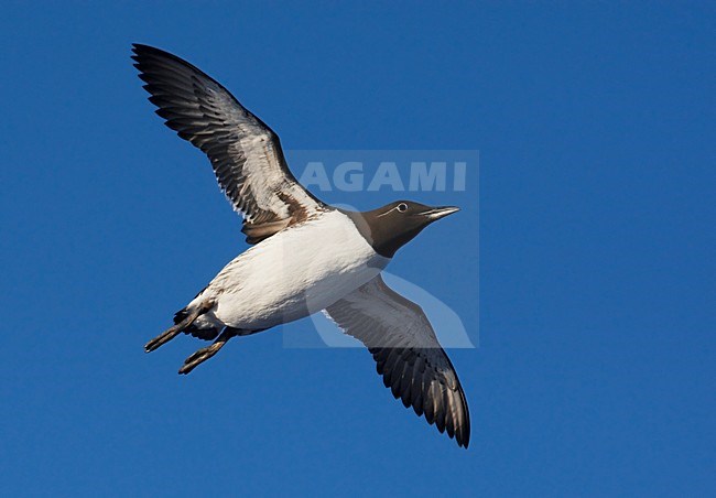 Zomerkleed Zeekoet in de vlucht; Summer plumaged Common Murre in flight stock-image by Agami/Markus Varesvuo,