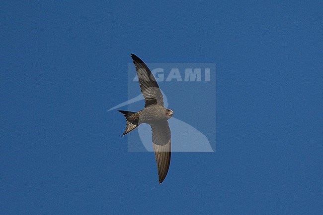 Common Swift (Apus apus pekinensis) in flight from below in Dornod province, Mongolia. stock-image by Agami/Yann Muzika,