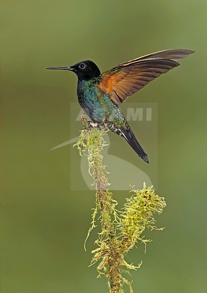 Witstaarthoornkolibrie zittend met vleugels wijd, Velvet-purple Coronet perched and wings out stock-image by Agami/David Hemmings,