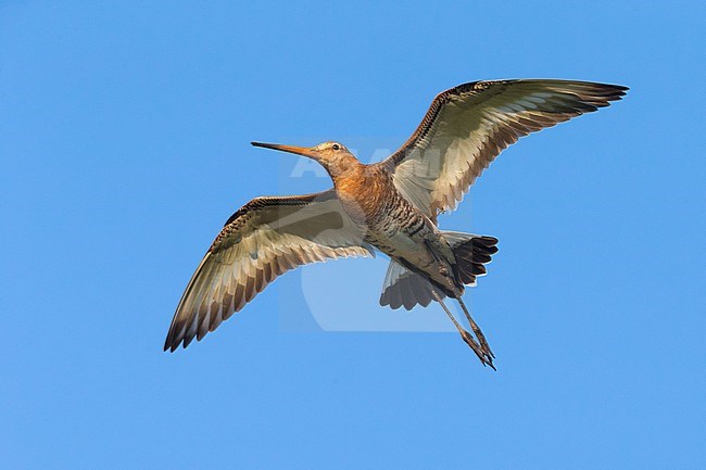 Grutto; Black-tailed Godwit; stock-image by Agami/Daniele Occhiato,