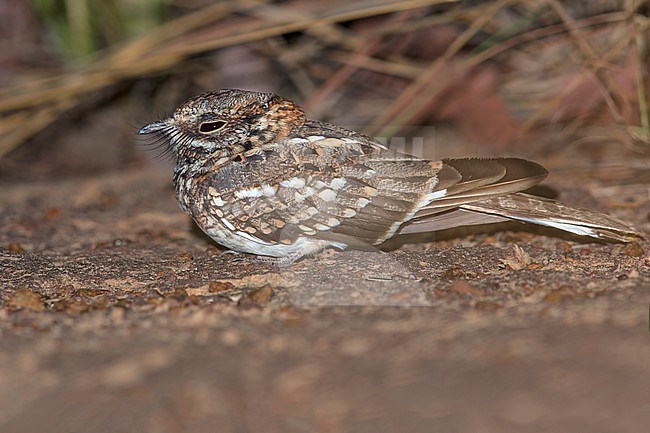 White-tailed Nightjar (Hydropsalis cayennensis) Resting on a ground in Guyana stock-image by Agami/Dubi Shapiro,