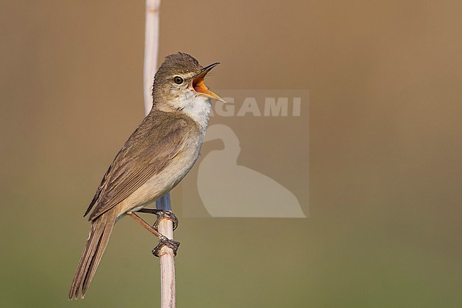 Struikrietzanger zingend op tak; Blyths Reed Warbler singing on branch stock-image by Agami/Ralph Martin,