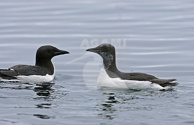 Thick-billed Murre (Uria lomvia) during artctic summer in Svalbard, Norway stock-image by Agami/Pete Morris,