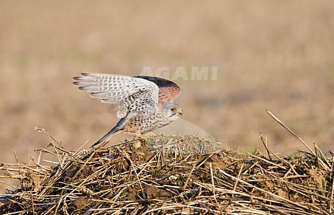 Man Torenvalk opvliegend; Male Common Kestrel flying away stock-image by Agami/Marc Guyt,